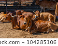 Group of relax cows at the indian farm. Portrait of young cow looking at camera 104285106