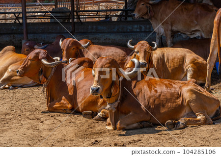Group of relax cows at the indian farm. Portrait of young cow looking at camera Group of relax cows at the indian farm. Portrait of young cow looking at camera 104285106