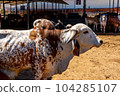 Portrait of indian bull 104285107