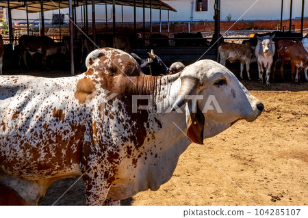 Portrait of indian bull Portrait of indian bull 104285107