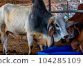 Portrait of indian bull 104285109