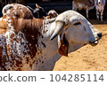 Portrait of indian bull 104285114