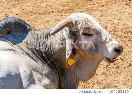 Portrait of indian bull Portrait of indian bull 104285115