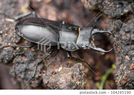 Free summer vacation research stag beetle 104285190