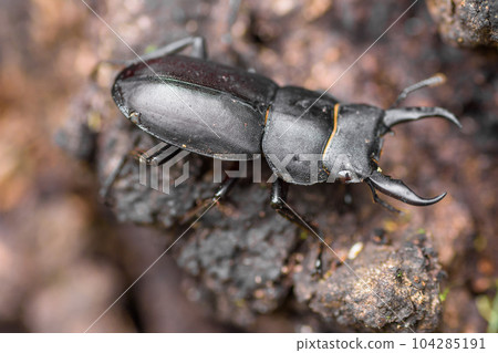 Free summer vacation research stag beetle 104285191
