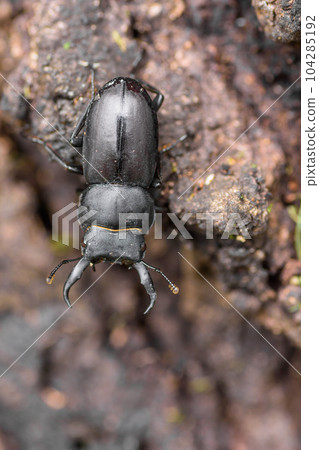 Free summer vacation research stag beetle 104285192