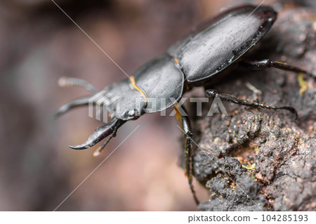 免費暑假研究鍬蟲 104285193