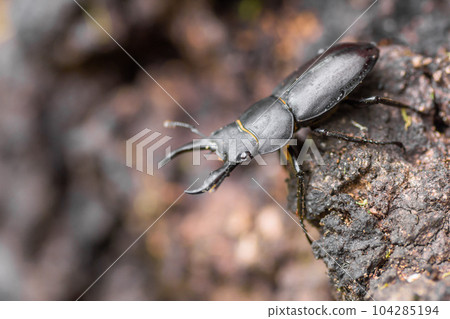 Free summer vacation research stag beetle 104285194
