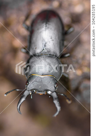 Free summer vacation research stag beetle 104285195