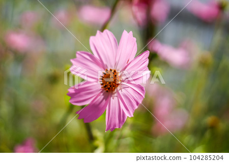The beautiful Cosmos flower in the garden The beautiful Cosmos flower in the garden 104285204