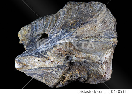 Fossilized colonial sponge (Genus Chaetetes) 104285311