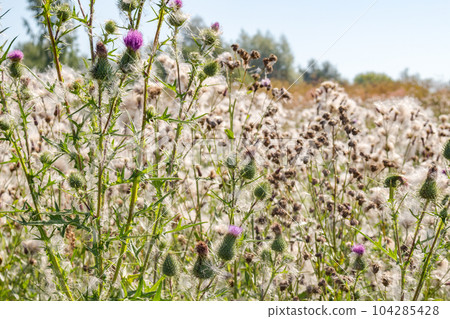 Cirsium vulgare, also known as spear thistle, bull thistle or common thistle 104285428