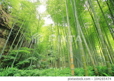 Early summer bamboo grove deep in the mountains 104285474