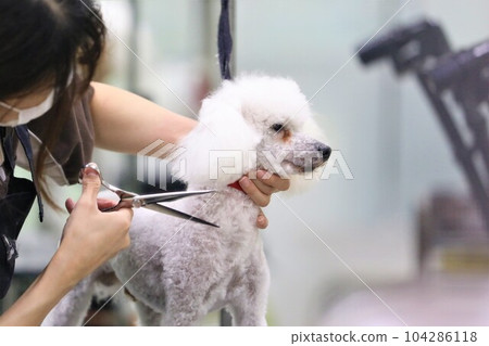 White toy poodle Bailey-kun trimming cutely♡ 104286118
