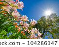 Many tulips blooming against the blue sky 104286147