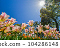 Many tulips blooming against the blue sky 104286148