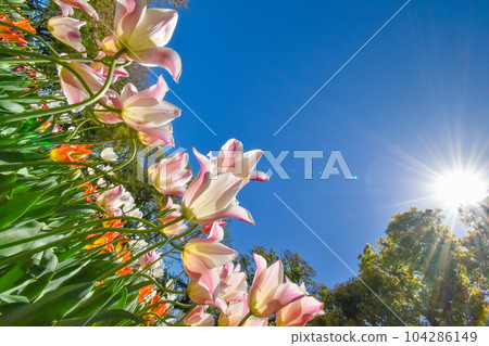 Many tulips blooming against the blue sky Many tulips blooming against the blue sky 104286149