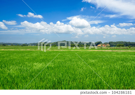 Rural landscape 104286181