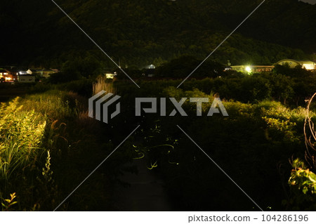 Fireflies gathering in a stream Fireflies gathering in a stream 104286196