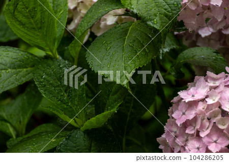 繡球花在雨中濕潤 繡球花在雨中濕潤 104286205