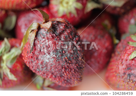 Gray Mold on strawberries on table , 104286459