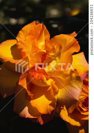 Orange flowers Orange flowers 104286651