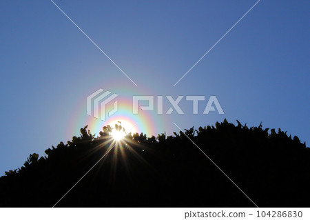 花粉暈（花粉暈） 104286830