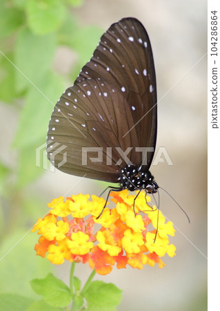 A butterfly sucking nectar 104286864