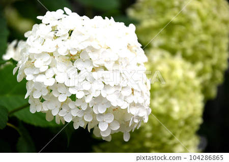 白色繡球花 104286865