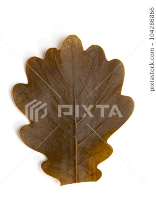 日式甜點、柏麻糬 柏之葉 日式甜點、柏麻糬 柏之葉 104286866