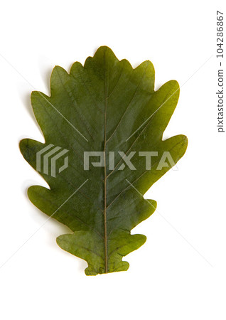 日式甜點、柏麻糬 柏之葉 104286867