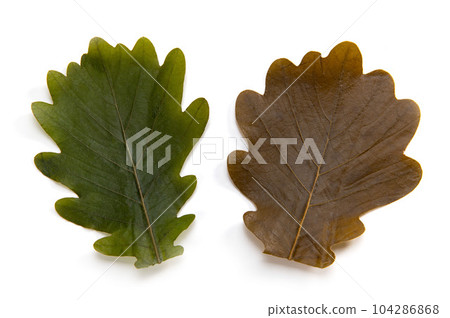 日式甜點、柏麻糬 柏之葉 104286868