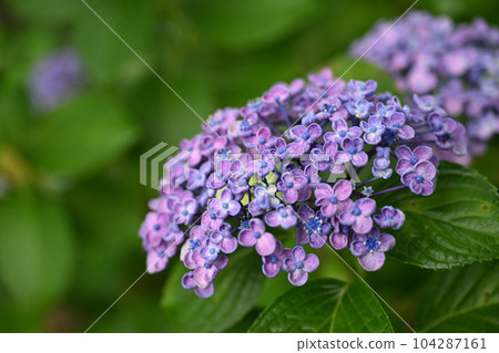 Moriyama Ashikarien Moriyama Ashikarien 104287161