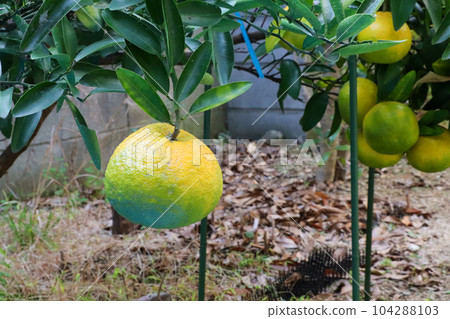 Citrus fruits starting to turn yellow Citrus fruits starting to turn yellow 104288103