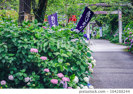Tochigi City, Tochigi Prefecture Taiheiyama Hydrangea Slope 104288244