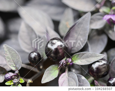 ornamental capsicum purple fruit ornamental capsicum purple fruit 104288507
