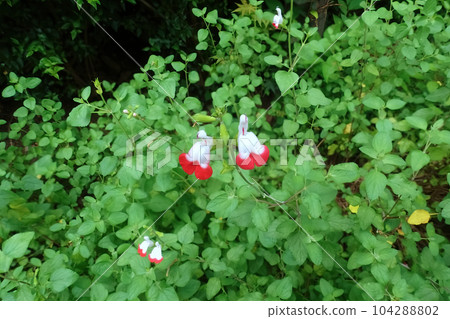 cute hot lips cute hot lips 104288802