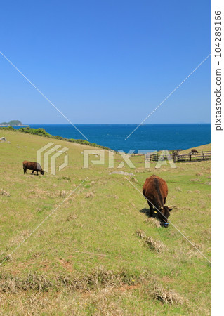 以美麗的藍色玄界海為背景,在 Kabeshima Suginohara 牧場放牧的奶牛景色 以美麗的藍色玄界海為背景,在 Kabeshima Suginohara 牧場放牧的奶牛景色 104289166