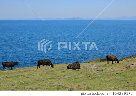Cattle at Kabeshima Suginohara Ranch, which contrasts beautifully with the blue Genkai Sea 104289173