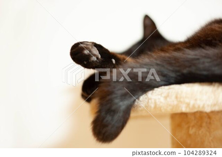 打瞌睡的黑貓和貓塔 104289324