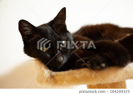 打瞌睡的黑貓和貓塔 打瞌睡的黑貓和貓塔 104289325