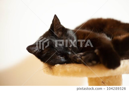 Napping black cat and cat tower Napping black cat and cat tower 104289326