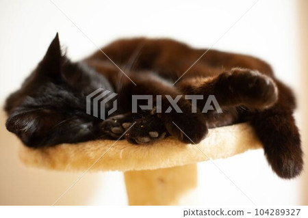 Napping black cat and cat tower 104289327