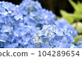 Hydrangea 104289654