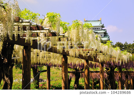 Fuji in Meijo Park Fuji in Meijo Park 104289686