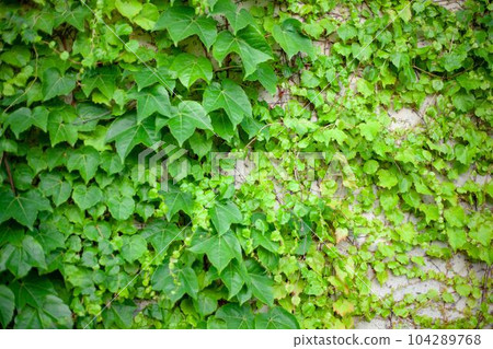 ivy growing along the wall 104289768