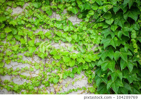 ivy growing along the wall ivy growing along the wall 104289769