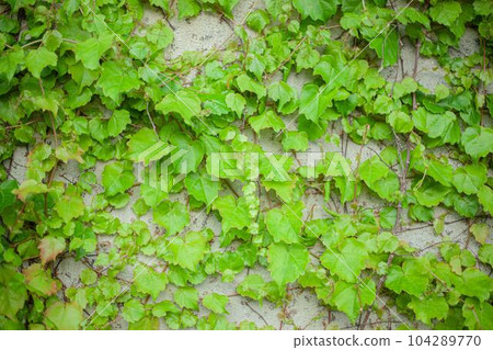ivy growing along the wall 104289770