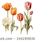colorful tulips on a white background. Generative AI. 104289836
