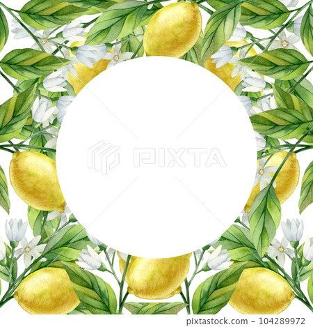 Lemon frame watercolor illustrattion. Hand drawn illustration isolated on white background. Lemon frame watercolor illustrattion. Hand drawn illustration isolated on white background. 104289972